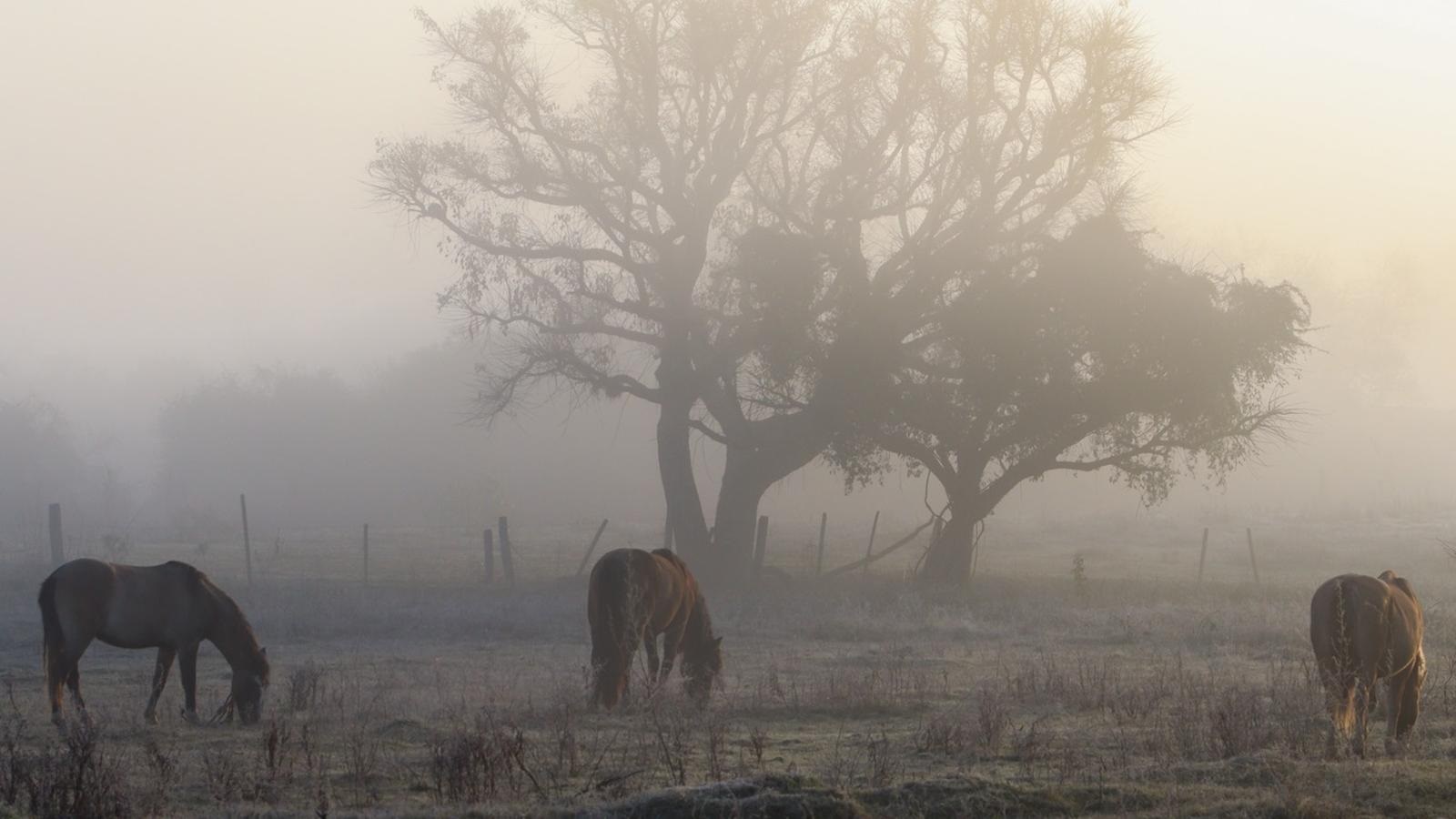 Foto mostrra frio e geada em Livramento 
